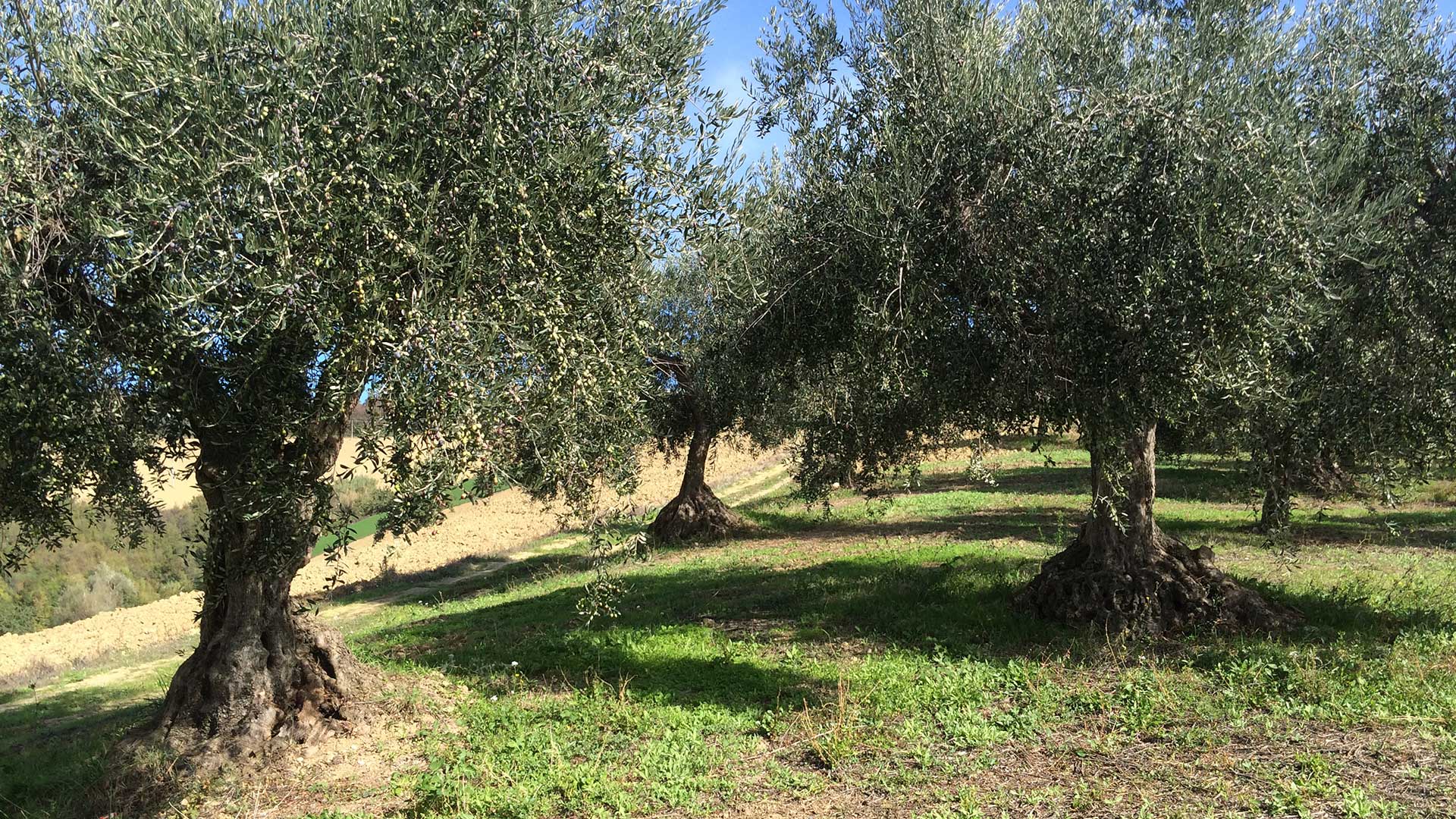 Olio_dell_Angelo-Presutti-olio_evo-olio_extra_vergine_oliva-IMG_0995